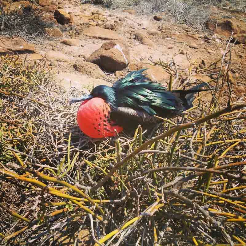 Wildlife activity | Galapagos |March