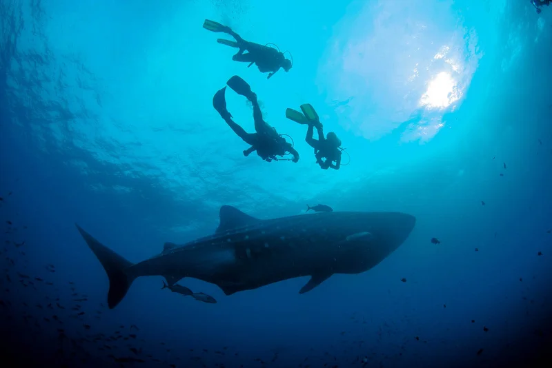 Galapagos Shark Safari: Dive into an Underwater Wonderland