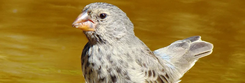 How the famous finches genetically evolved