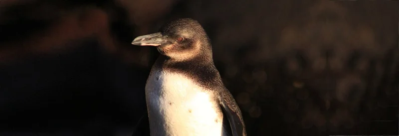 The Galapagos Penguin