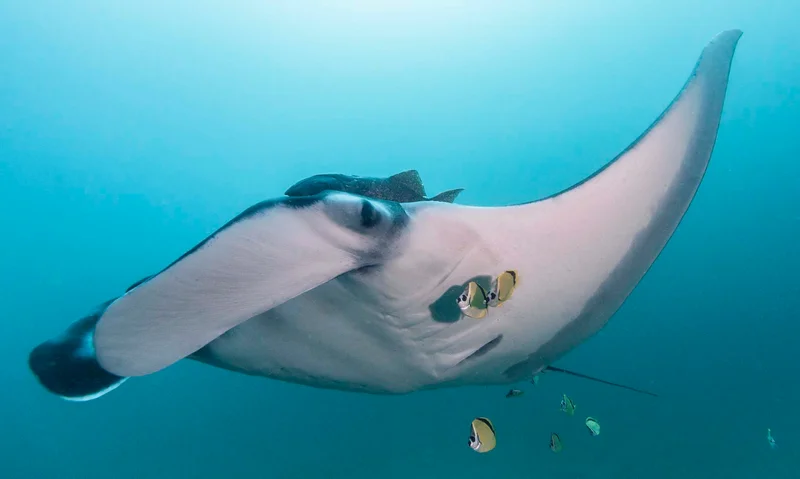 Giant oceanic manta rays on the pacific Ecuadorian Coast