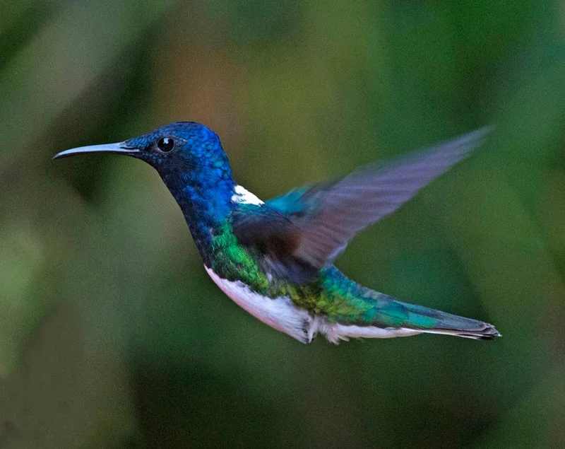 Mindo | Ecuador