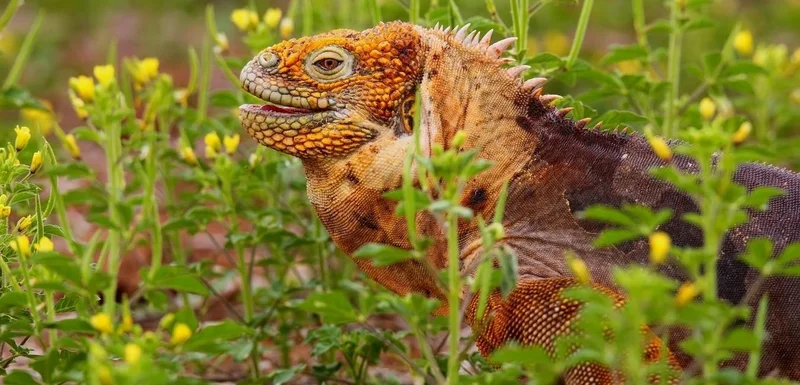 Galapagos land iguana