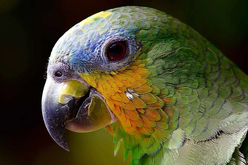 Parrot | Colombia