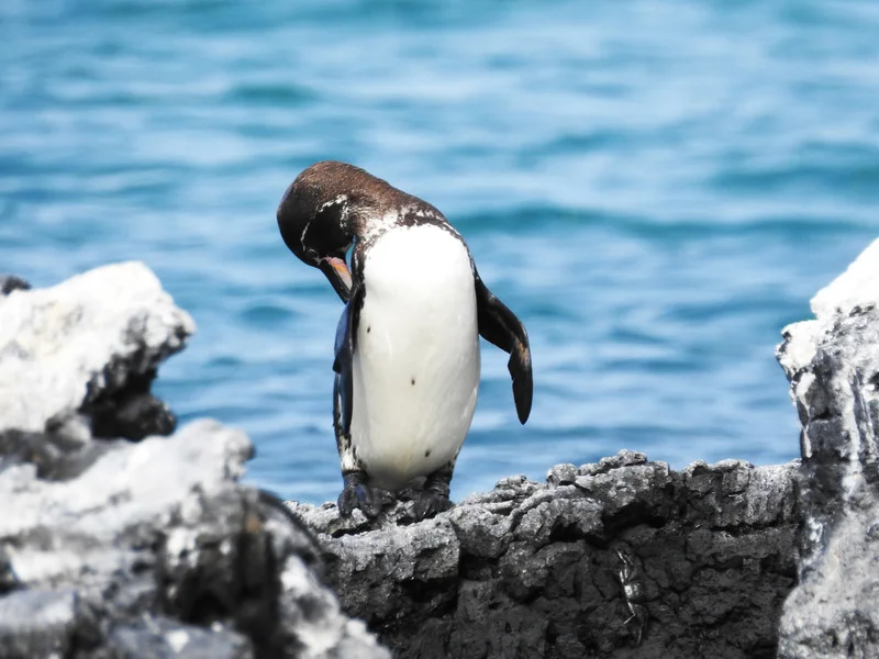 Wildlife activity | Galapagos |September