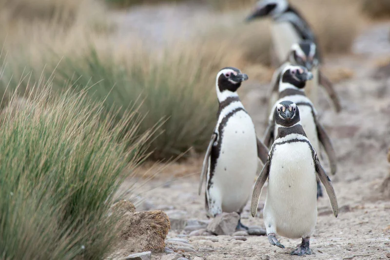 Magellanic penguins