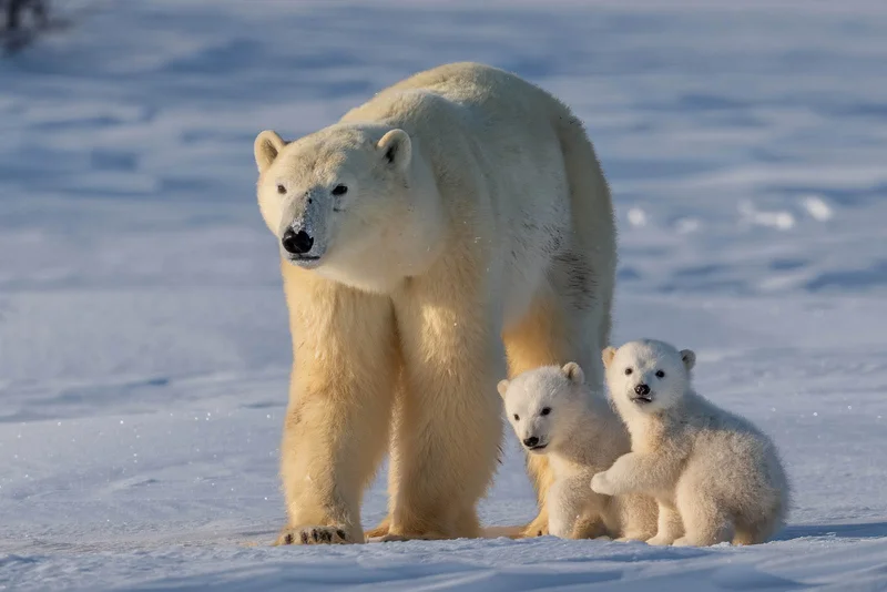 Why There Aren't Polar Bears in Antarctica, According to an Expert