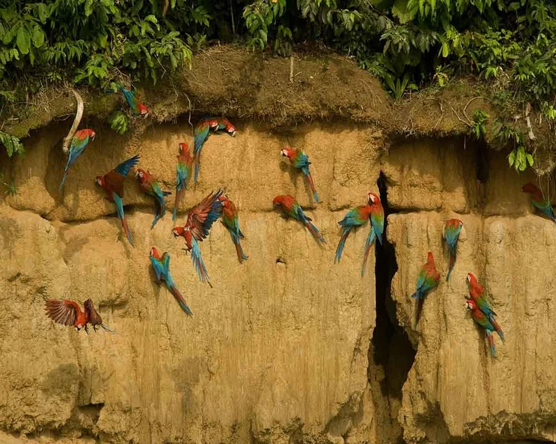 Huacamayos | Amazon Forest