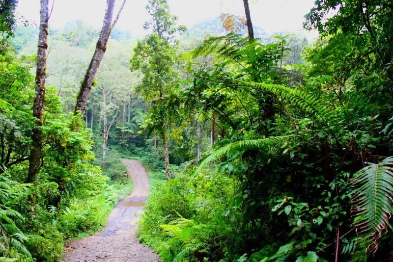 Rainforest | Costa Rica