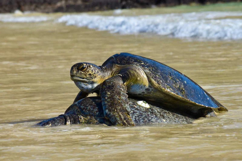 Galapagos Green Turtle