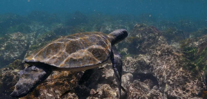 Galapagos 5 days cruise on board the Ocean Spray North and Central islands