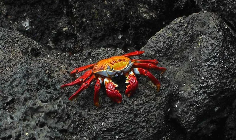 Exploring Galápagos: One Week Sailing the Islands