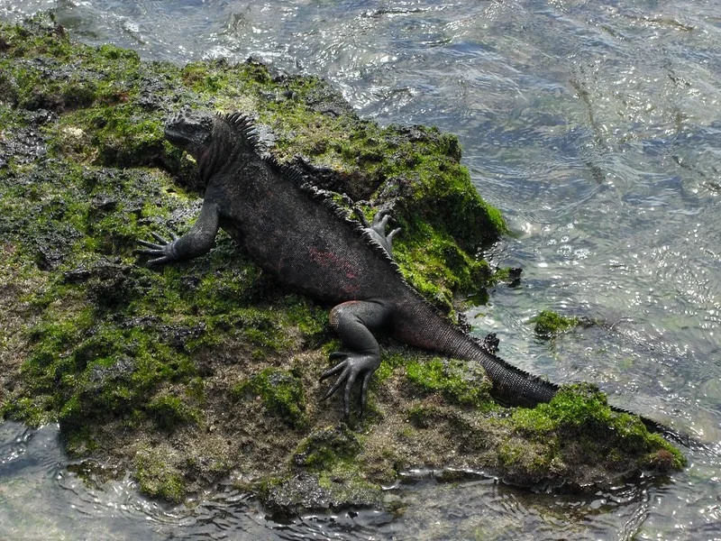 Galapagos 5 days cruise on board the Ocean Spray North and Central islands