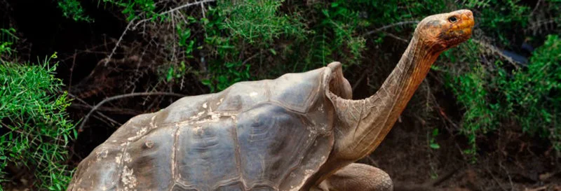 Diego the tortoise of Galapagos has over 100 offspring