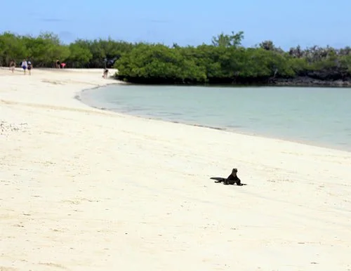 Galapagos Luxury Cruise: Unforgettable Adventures in Ultimate Comfort