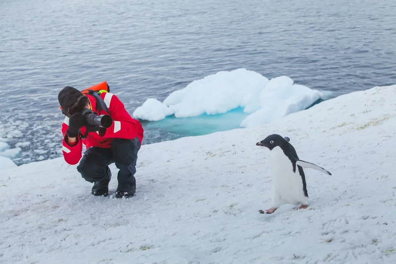 Tourist wildlife photographer | Antarctica