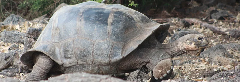 Experience the life of a Galapagos tortoise with the new webcams