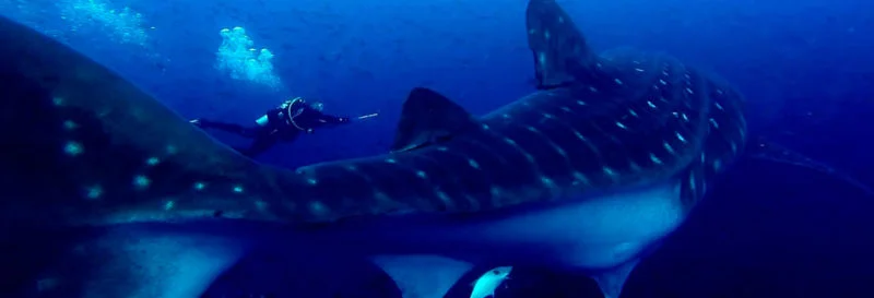 When is the best time to see whale sharks in Galapagos?